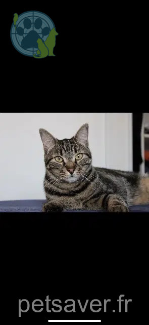 chat lost   31120 Pinsaguel Ticha