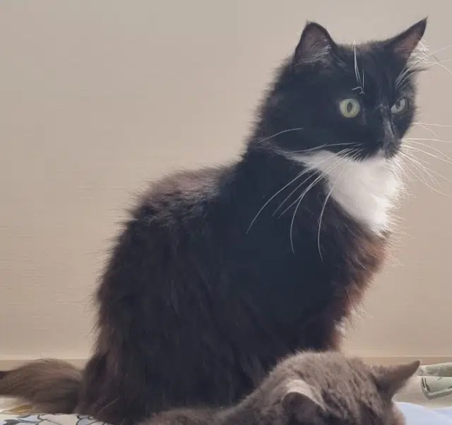 chat lost    Toulouse Fluffy