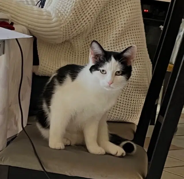 chat lost    Toulouse Iago