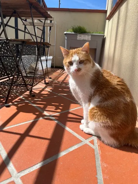 chat lost    Toulouse Kirgheart