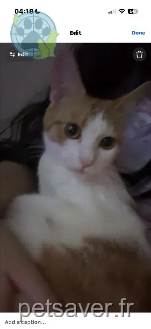 cat lost Toulouse Lily cat lost Toulouse Lily