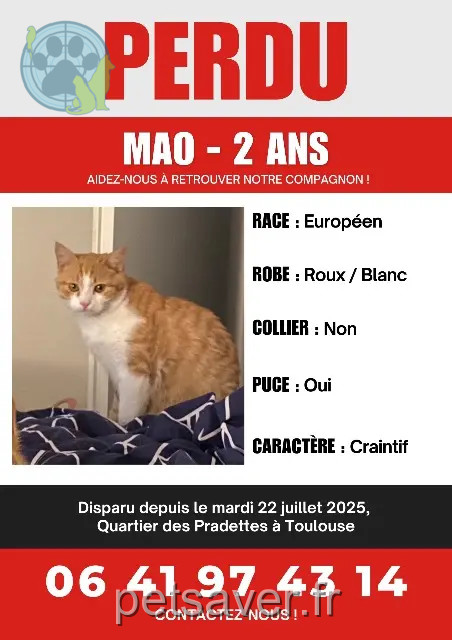 gato perdido Toulouse Mao gato lost Toulouse Mao
