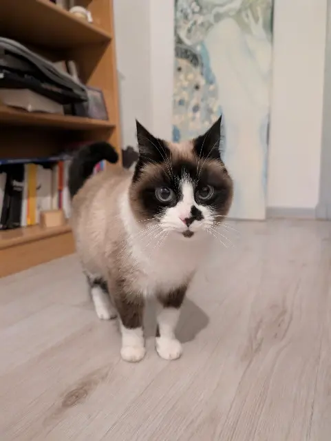 chatte lost    Toulouse Pilule