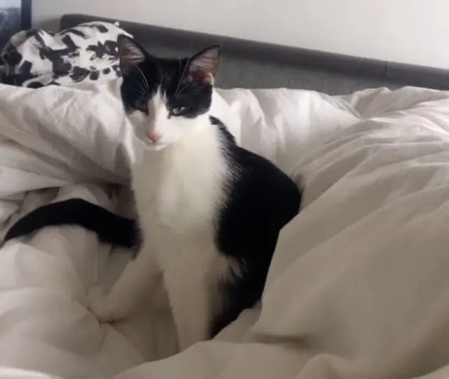 cat lost Toulouse Syrah cat lost Toulouse Syrah