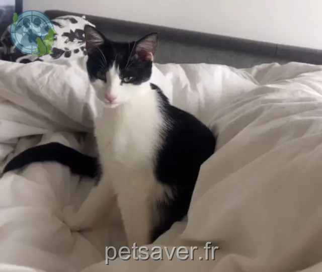 gata perdida Toulouse Syrah gata lost Toulouse Syrah