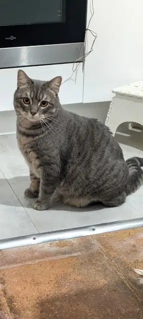 chatte lost    Toulouse Vadrouille