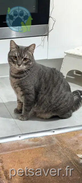 gata perdida Toulouse Vadrouille gata lost Toulouse Vadrouille