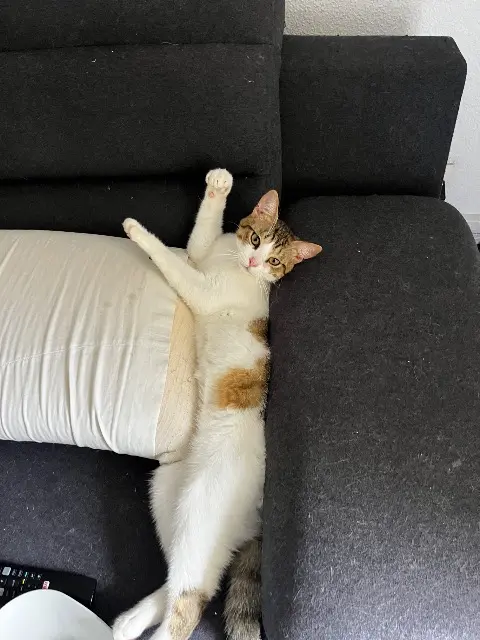 chat lost   31700 Blagnac Twix