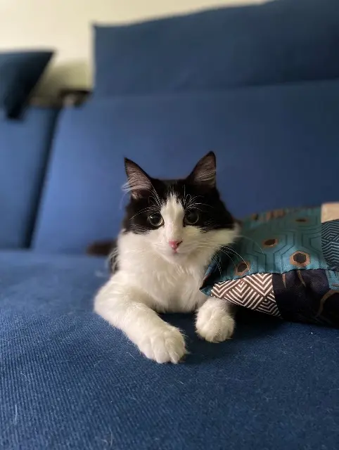 chatte lost    Bordeaux Mallenia