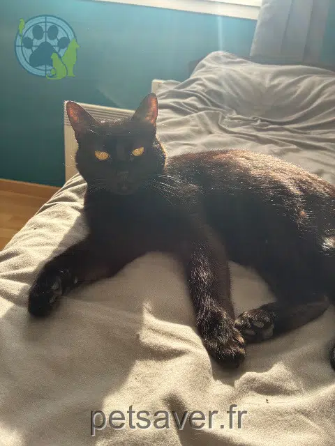 chatte lost 33440 Ambarès-et-Lagrave Cassis