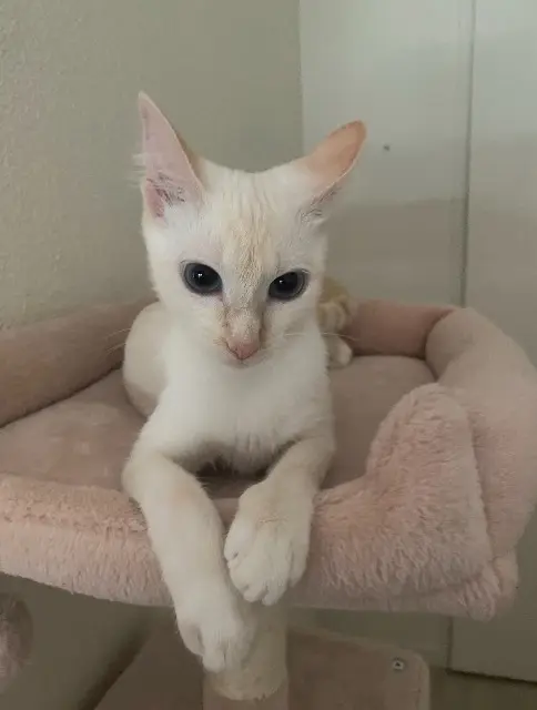 chatte lost   33700 Mérignac Chanel