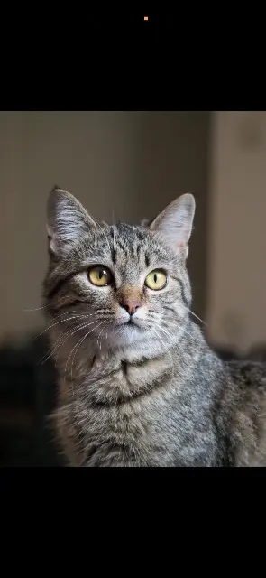 chatte lost   33620 Saint-Mariens Cookie