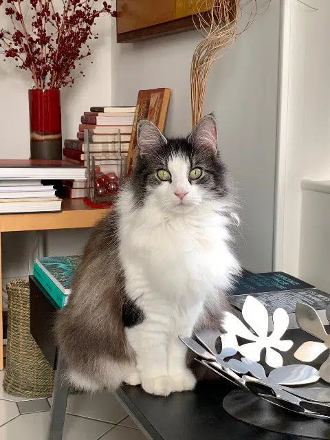 chatte lost   33590 Saint-Vivien-de-Médoc Elika