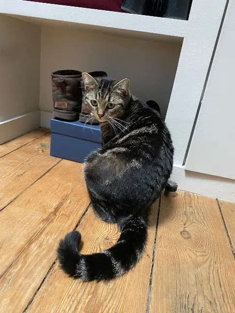 chatte lost   33460 Margaux-Cantenac Luna