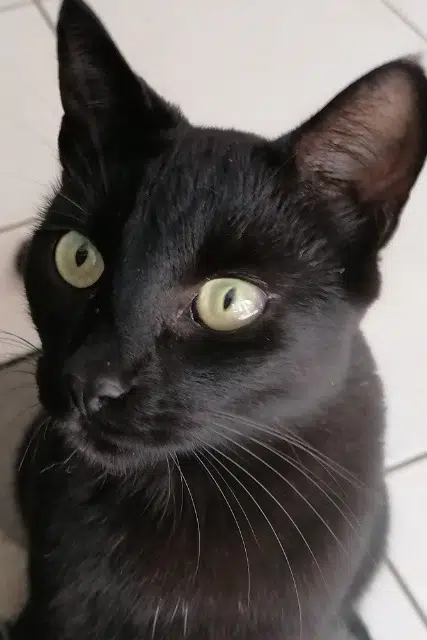 chat lost   33690 Sendets Picasso