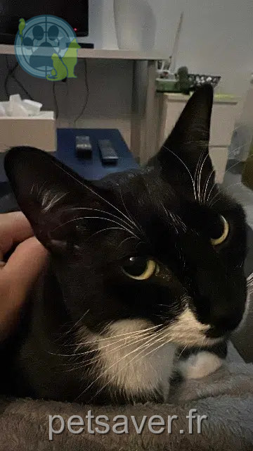 chat lost   33330 Saint-Émilion Woolies