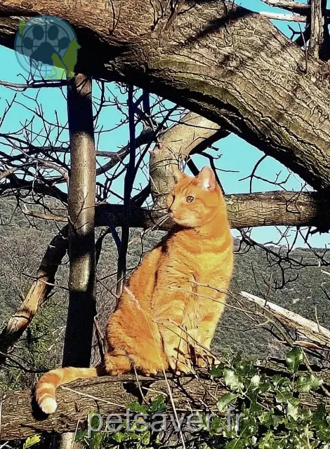 gato perdido 34610 Rosis Fauve gato lost 34610 Rosis Fauve