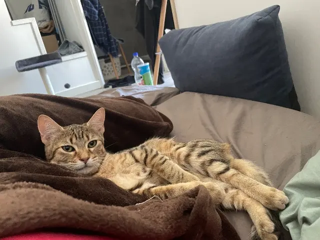 chat lost   34800 Clermont-l'Hérault Mala