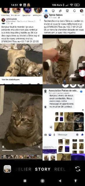 chatte lost   34200 Sète Mia