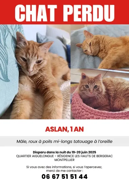 chat lost    Montpellier Aslan