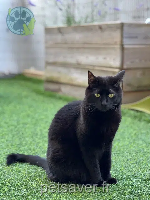 Katze vermisst Montpellier Diamant Katze lost Montpellier Diamant