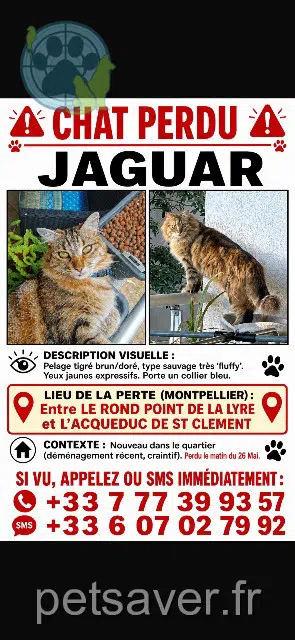 gato perdido Montpellier Jaguar gato lost Montpellier Jaguar