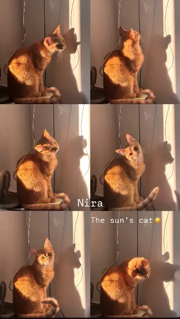 chatte lost    Montpellier Nira