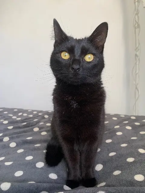 chatte perdue Montpellier Psychédélismes chatte lost Montpellier Psychédélismes