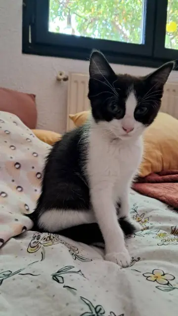 chatte lost    Montpellier Yumi