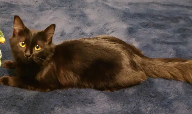 chatte lost   34170 Castelnau-le-Lez Plume