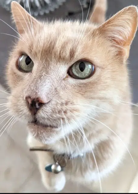 chat lost   34120 Nézignan-l'Évêque Ramsès