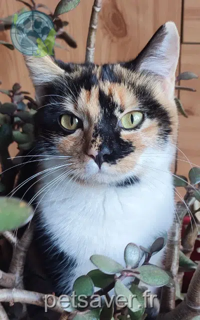 chatte lost   35133 Lécousse Ayka