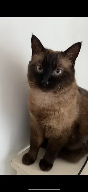 chatte lost   35250 Saint-Sulpice-la-Forêt Nuts