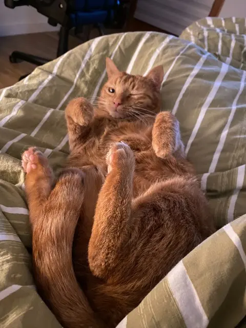 chatte lost   35760 Saint-Grégoire Oda