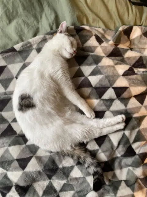 chatte lost    Rennes Nipsu