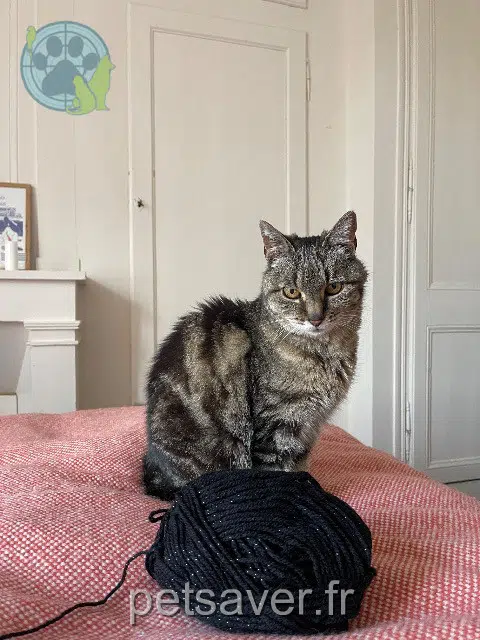 chatte lost    Rennes Pistache