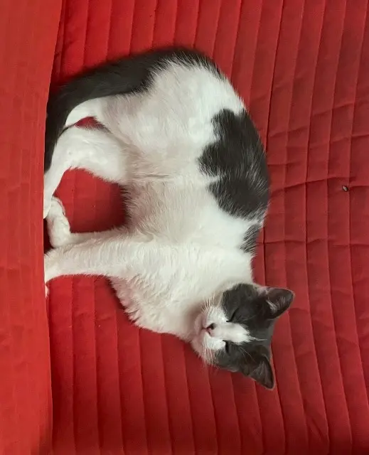 chatte lost    Rennes Umka