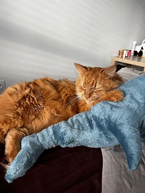 chat lost   35530 Servon-sur-Vilaine Simba