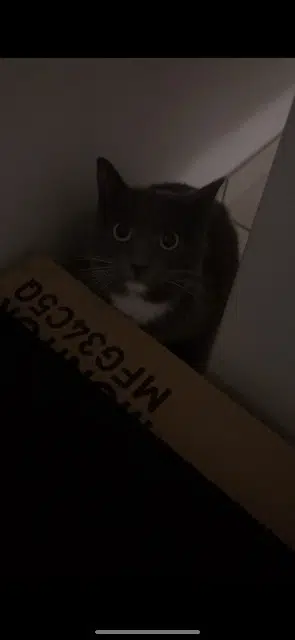 chatte lost   35340 Liffré Topolina