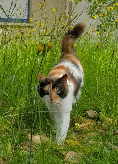 chatte lost   35590 Clayes Uguette