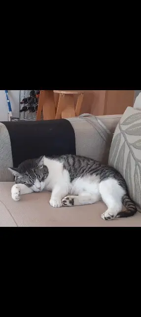 Kater vermisst 36130 Déols Billy Kater lost 36130 Déols Billy