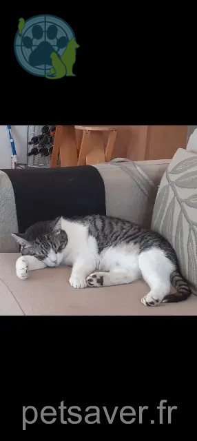chat perdu 36130 Déols Billy chat lost 36130 Déols Billy