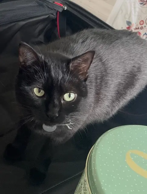 chatte lost   37700 Saint-Pierre-des-Corps Nova