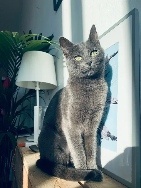 chatte lost   38140 Renage Alex