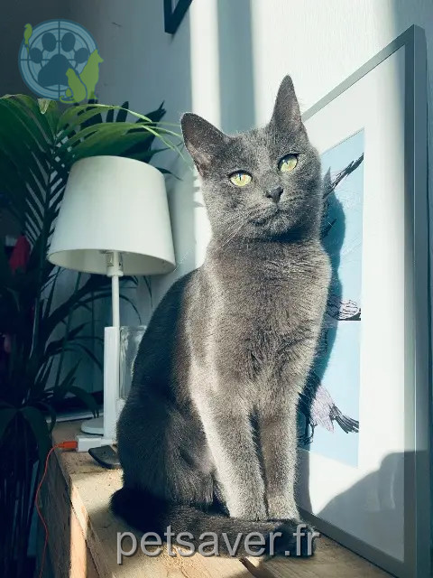 chatte perdue 38140 Renage Alex chatte lost 38140 Renage Alex