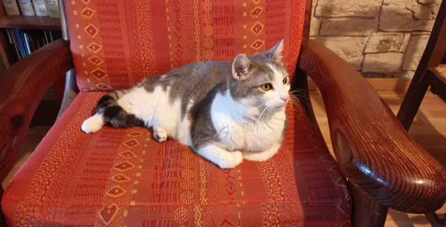chatte lost   38150 Ville-sous-Anjou Asuna