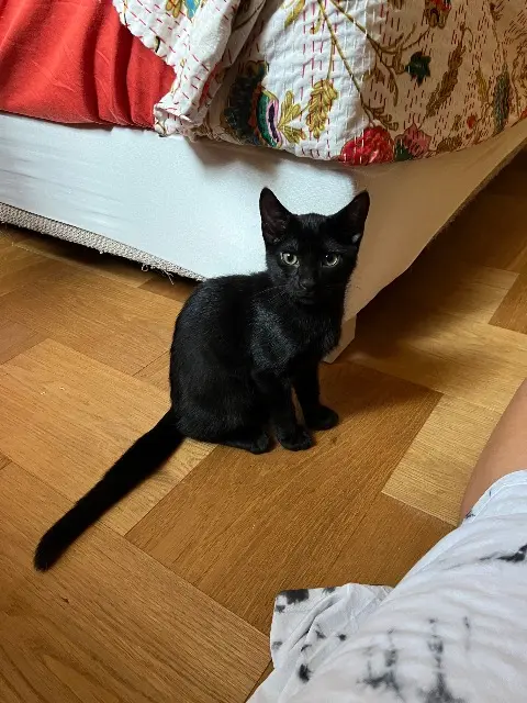 chat lost   38330 Saint-Ismier Leon