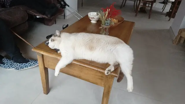 chat lost   38630 Les Avenières Veyrins-Thuellin Parker