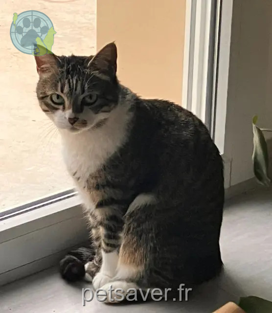 kat vermist 38130 Échirolles Litchie kat lost 38130 Échirolles Litchie