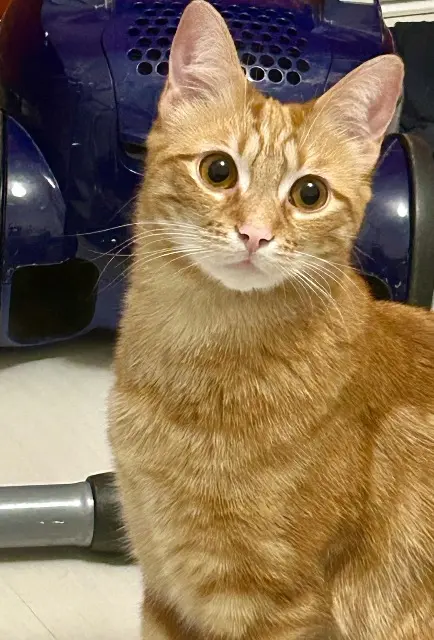 chat lost   38120 Saint-Égrève Miguel